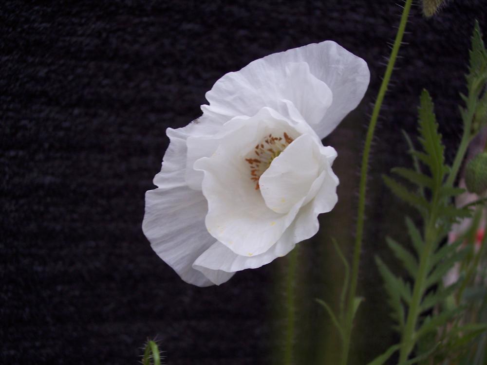 Papaver rhoeas bianco